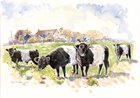 Belted Galloway Cows