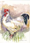 Light Sussex Cockerel